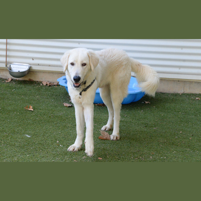 Photo of Apollo / Digby 
