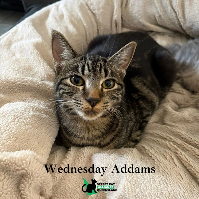 Photo of Wednesday Addams