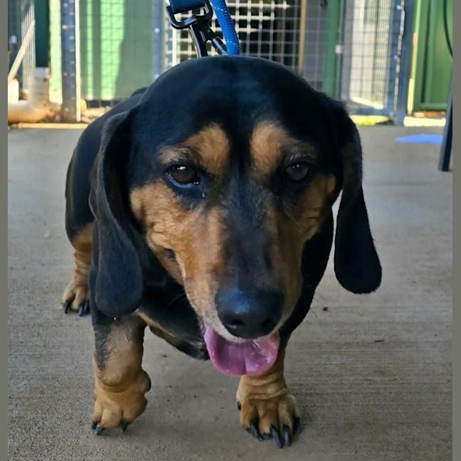 Photo of Buddy