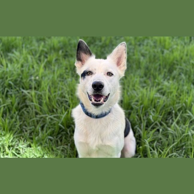 Photo of Polo