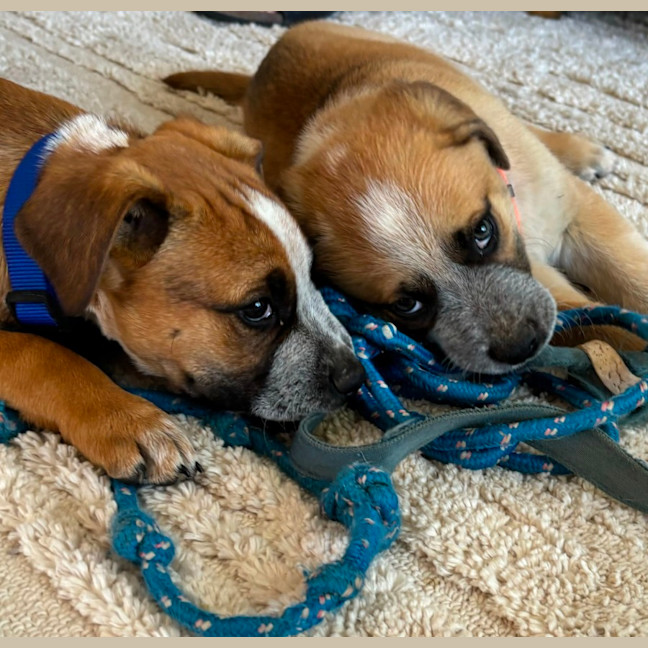 Photo of Oscar   10 Week Old Cattle Dog X Mastiff (Trial)