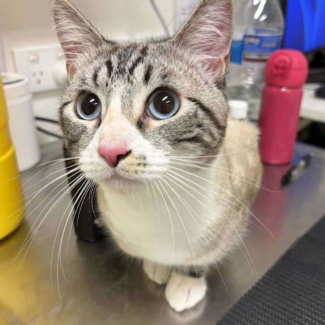 Photo of Finneas