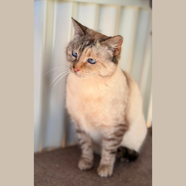Photo of Nova