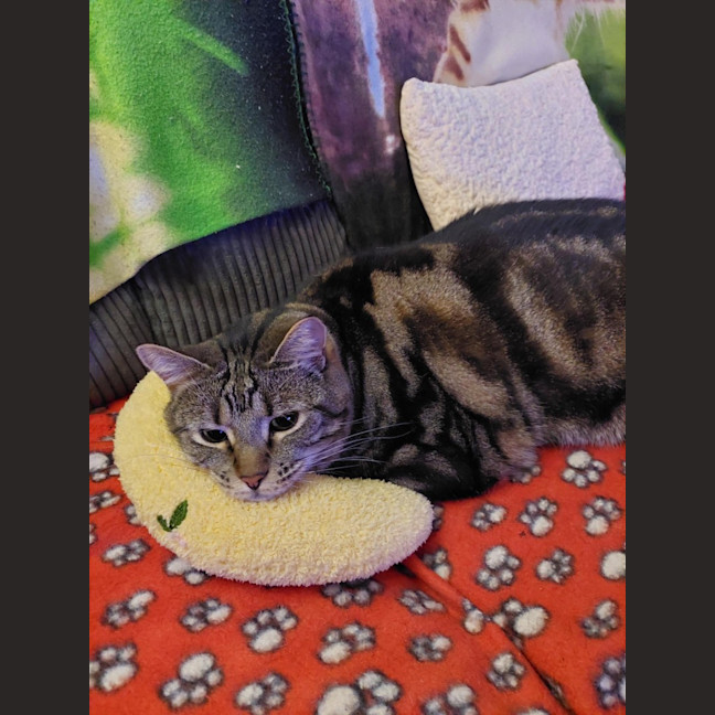 Photo of Sid