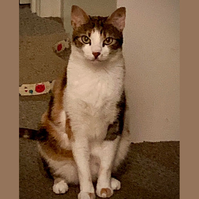 Photo of Bella