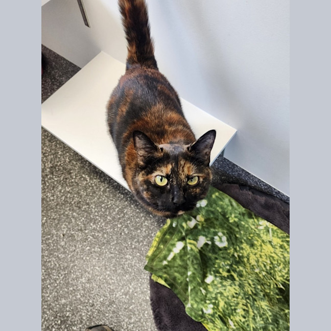 Photo of Lady Pashmina