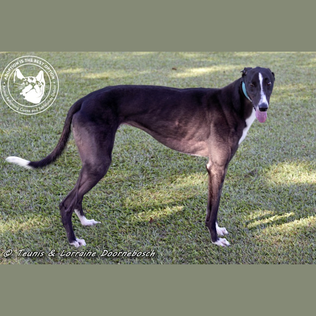 Photo of Logie (Balfe Street Boy)