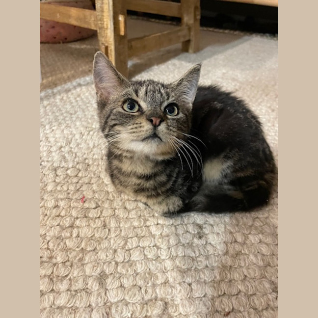 Photo of Thistle