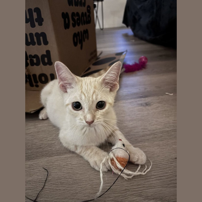 Photo of Perky