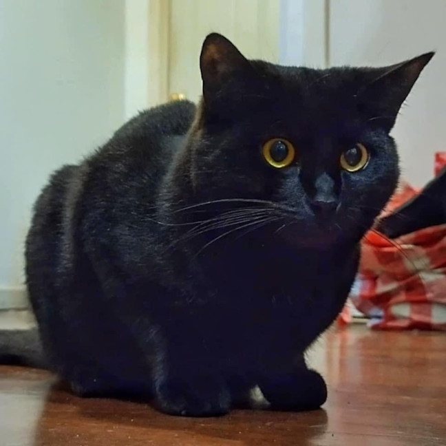 Photo of 10421   Chickpea