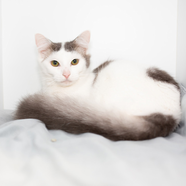 Photo of Cirrus