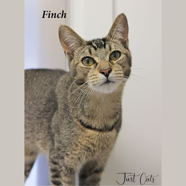 Photo of Finch