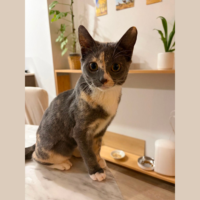 Photo of Petal