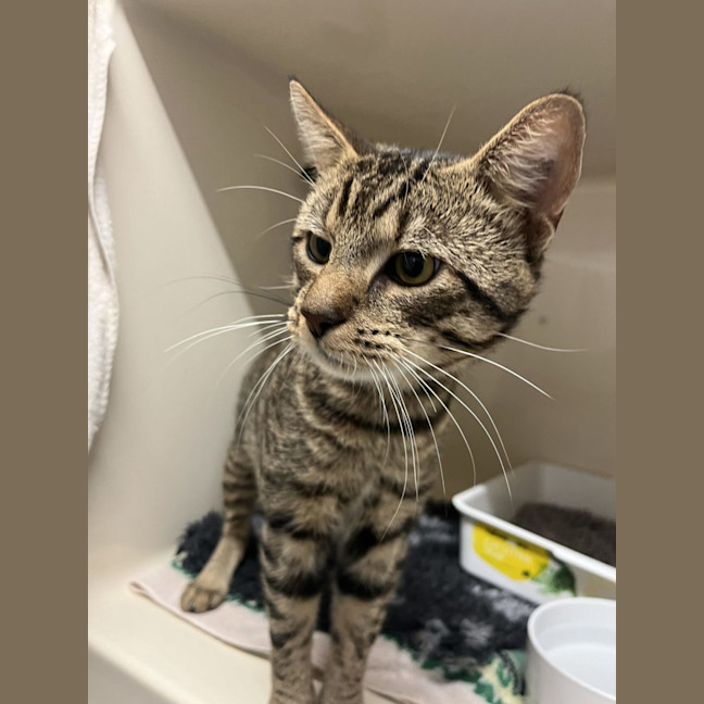 Photo of Mervin   Now At Pet Quarters Rutherford 