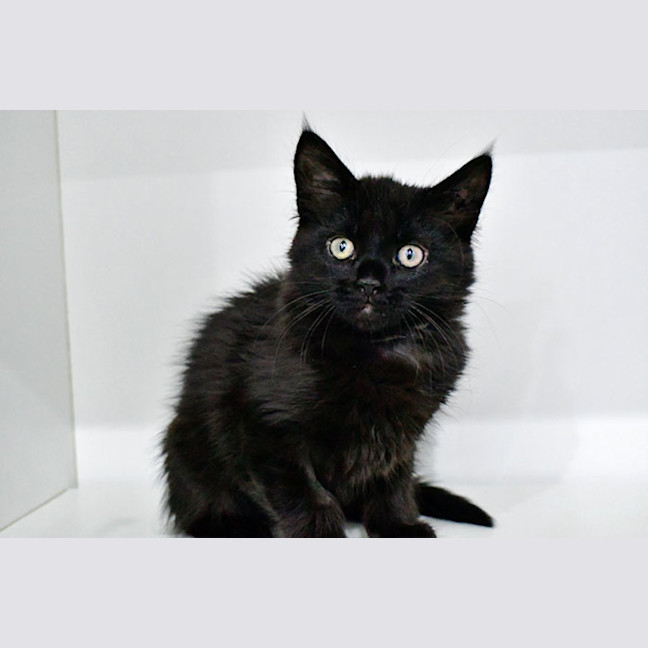 Photo of Catphrodite