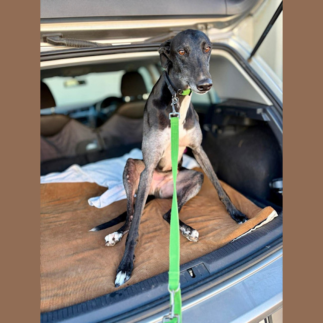 Photo of Jed, The Greyhound