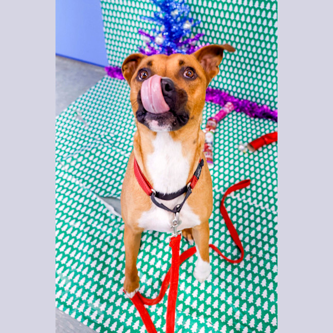 Photo of Ryder