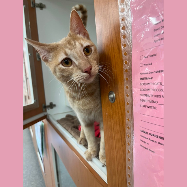 Photo of Klaus