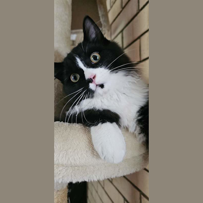 Photo of Tommy
