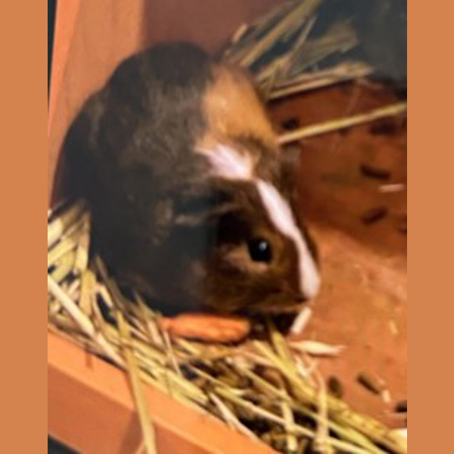 Photo of Ariel (Bonded To Rapunzel )