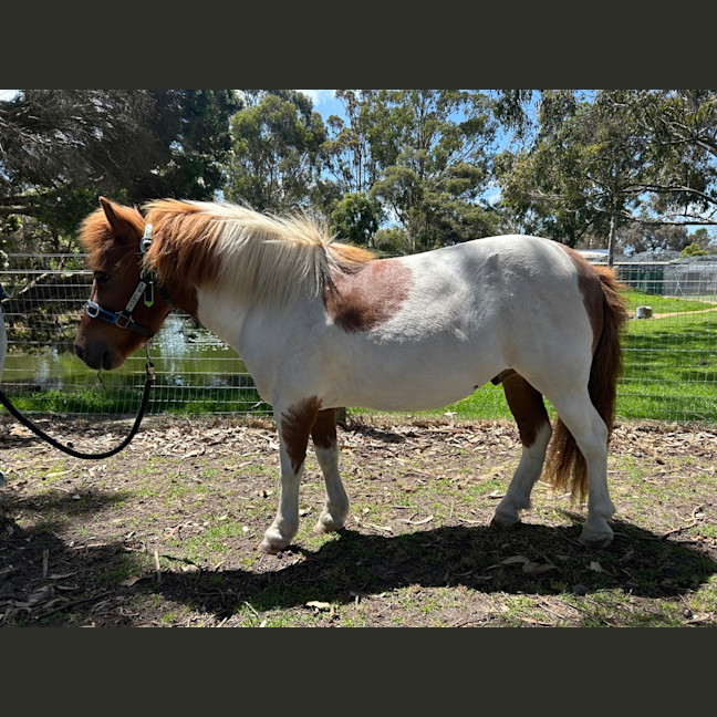 Photo of Diablo