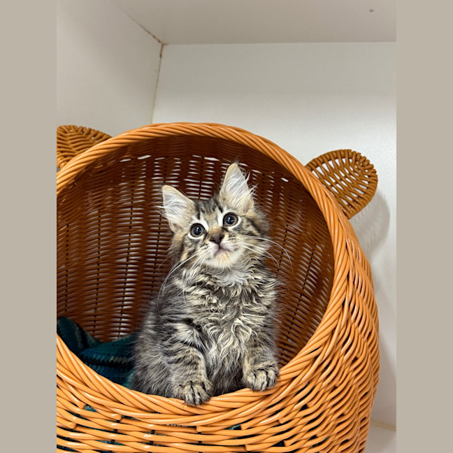 Photo of Clover