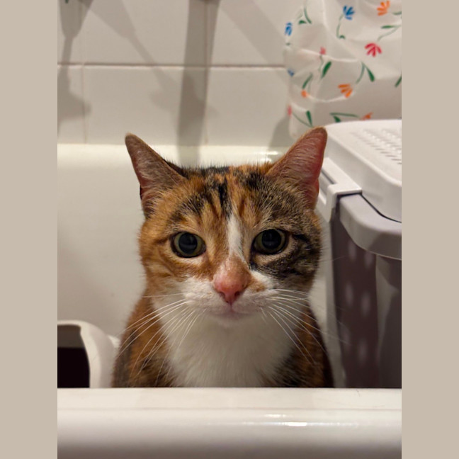 Photo of Mumma Cat