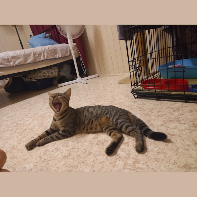 Photo of Tilly