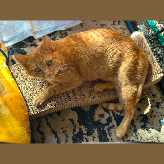 Photo of Momo