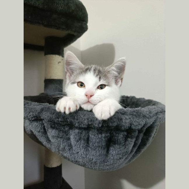Photo of Pearl
