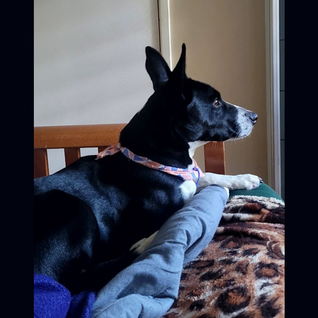 Photo of Nala   19 Month Old Border Collie X