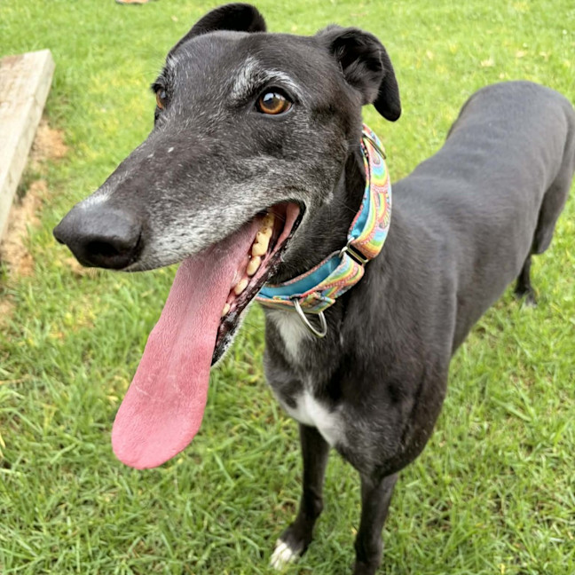 Photo of Roopaul The Greyhound