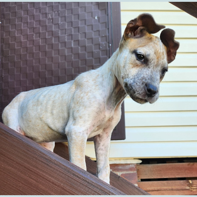 Photo of Jilly   14 Week Old Cattle Dog X (Trial)