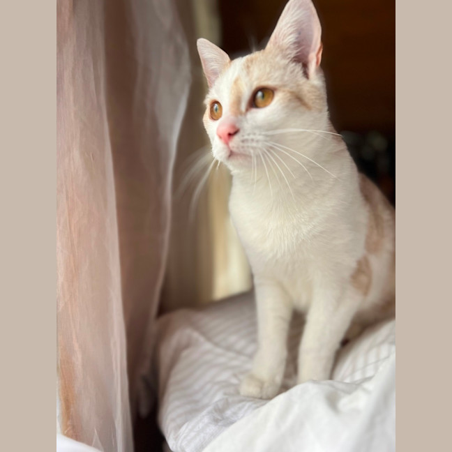 Photo of Dougal   Reduced Adoption Fee