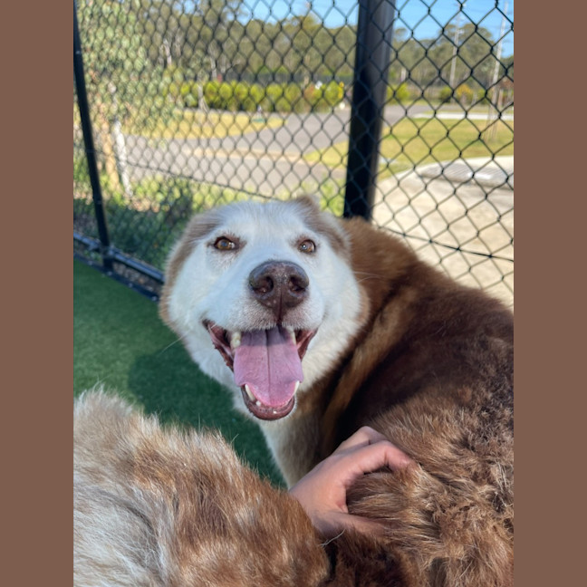 Photo of Prince Imp 1800