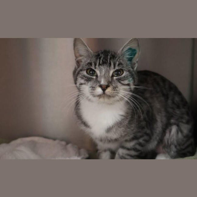 Photo of Leia