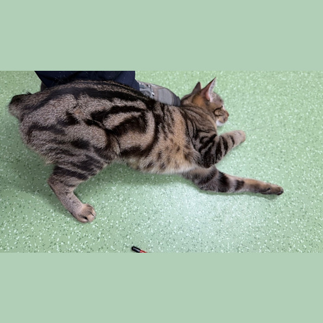 Photo of Lucy Honeycat