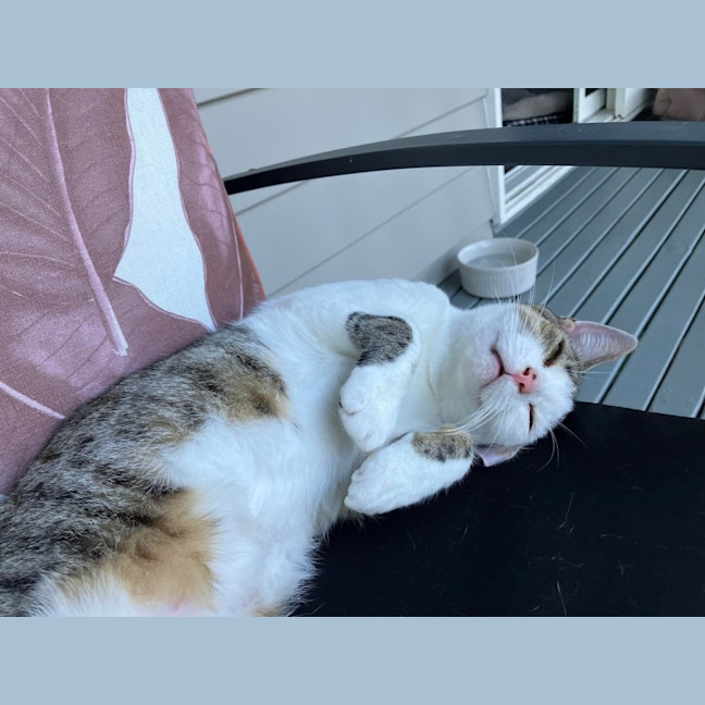 Photo of Sparrow   10 Month Old Domestic Shorthair (Trial)