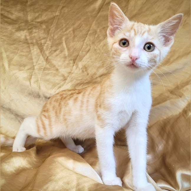 Photo of Kobi 