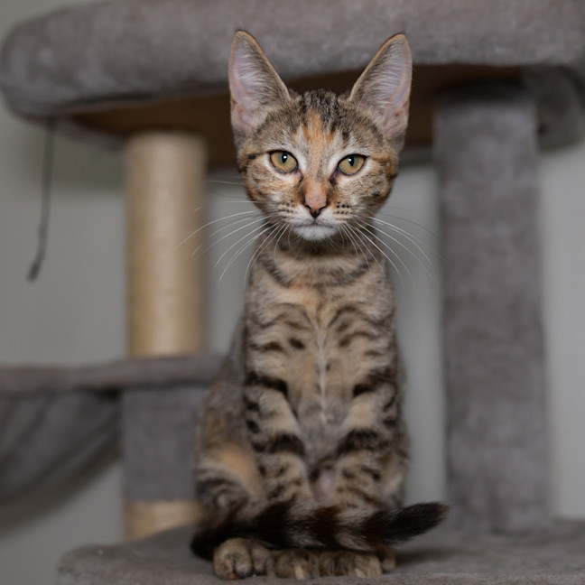 Photo of Juno