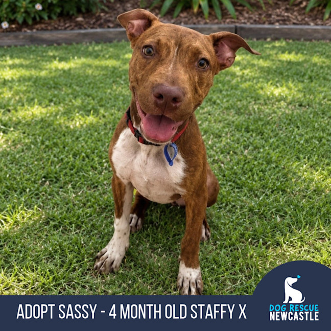 Photo of Sassy   4 Month Old American Staffy X