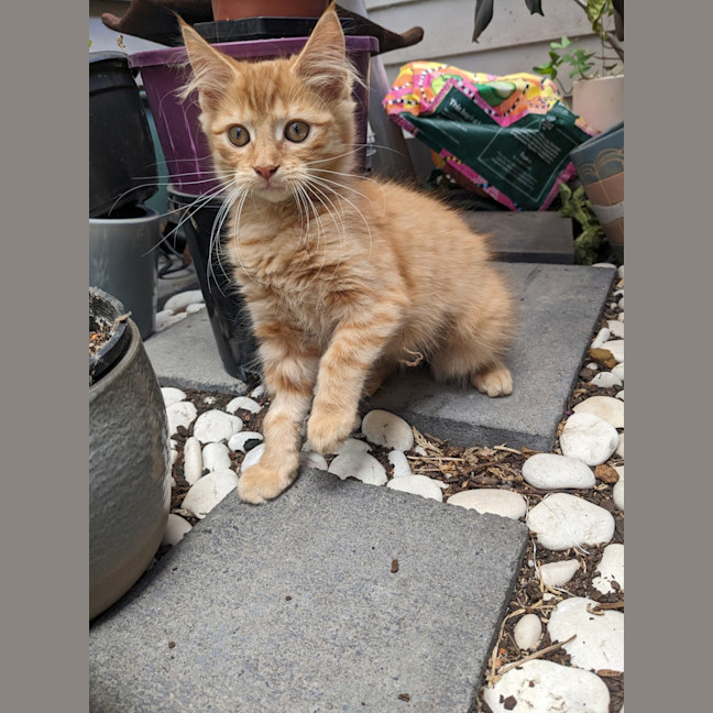 Photo of Minny (Was Saffron)