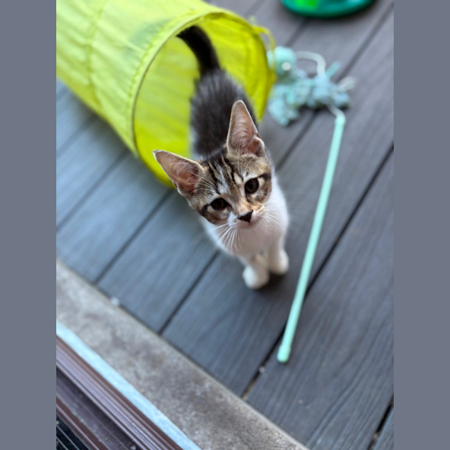 Photo of Louie 🐾🥳💙💙