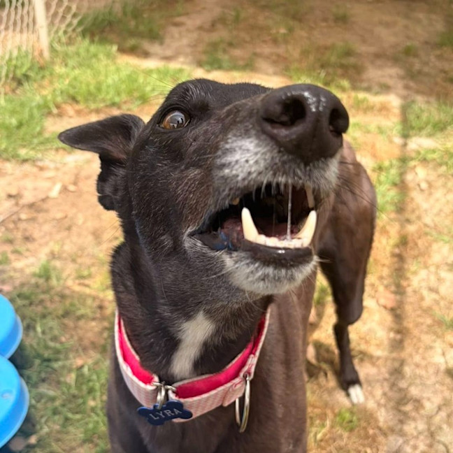 Photo of Lyra The Greyhound