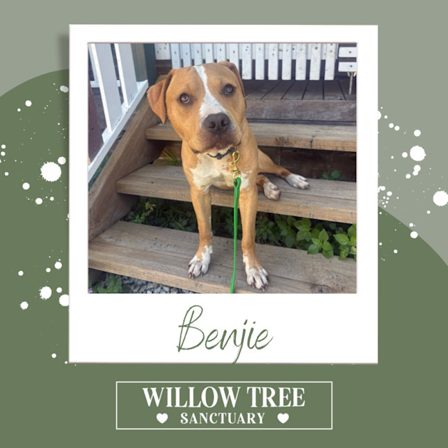 Photo of Benjie