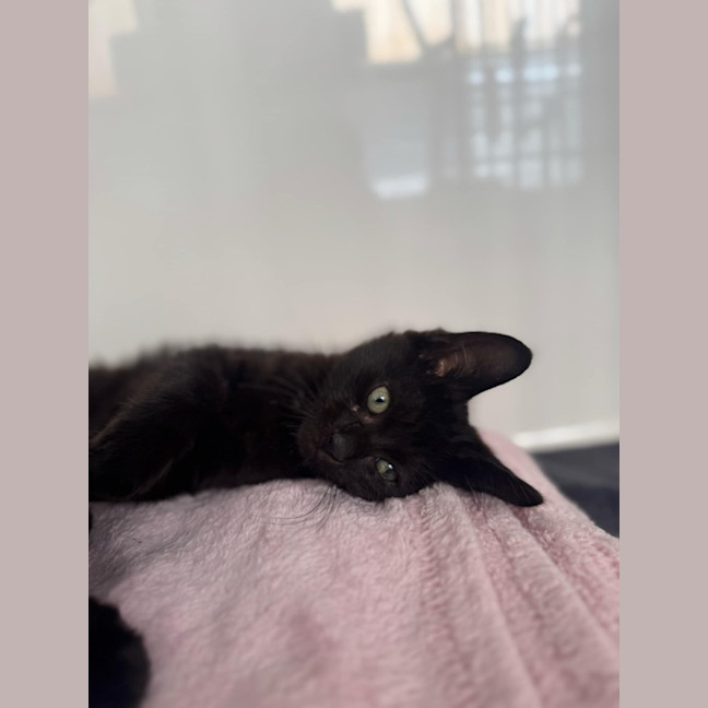 Photo of Bat Bat   In Foster Care In Ashburton