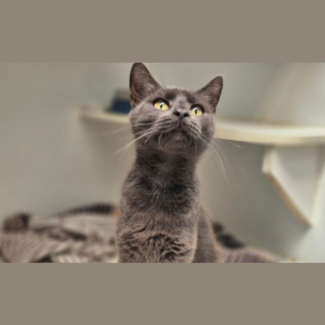 Photo of Fig