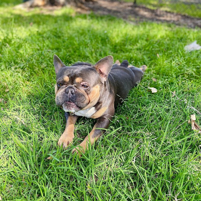 Photo of Milo