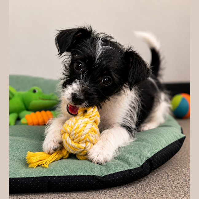 Photo of Basil