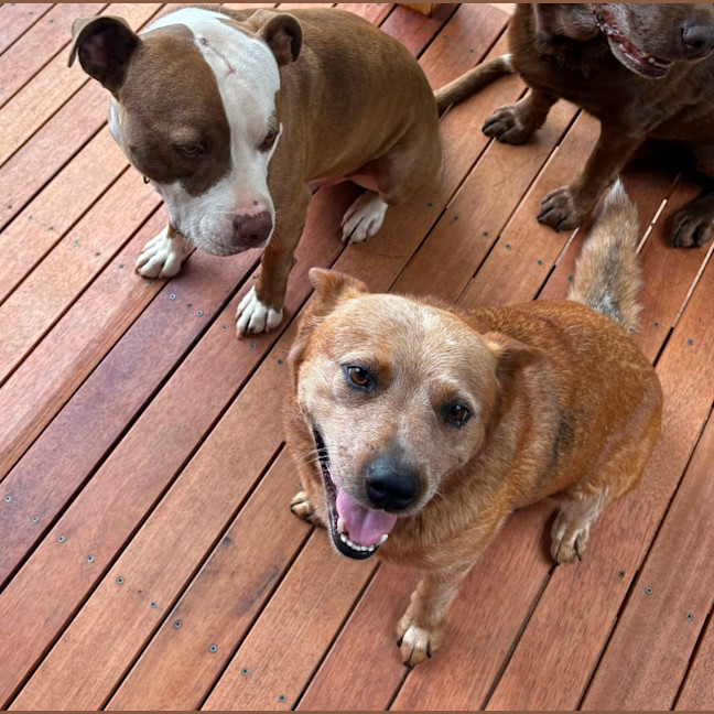 Photo of Brandylicious